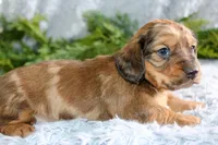 Long Hair Mini Male #2, a male Miniature Dachshund for sale in Orlando, FL – Photo 5 of 5