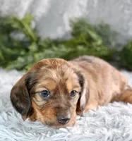 Long Hair Mini Male #2, a male Miniature Dachshund for sale in Orlando, FL – Photo 2 of 5