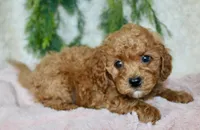 Cavapoo Female #1, a female Cavapoo for sale in Orlando, FL – 3 of 5
