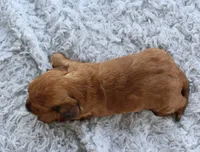 Mini Dachshund Male #1, a male Miniature Dachshund for sale in Orlando, FL – 2 of 7