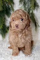 Toy Poodle Male, a male Poodle - Toy  for sale in Orlando, FL – 3 of 5