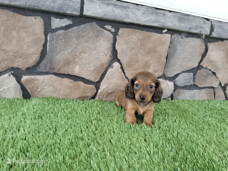 Mini Dachshund Male #2 – Miniature Dachshund puppy for sale in Orlando, FL