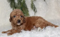 Mini Poodle Male #2, a male Poodle - Miniature  for sale in Orlando, FL – 3 of 3