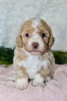 Bichpoo Female #1, a female Poochon for sale in Orlando, FL – 4 of 5