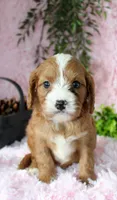 Cavapoo Female #7, a female Cavapoo for sale in Orlando, FL – 1 of 5