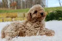 processed/838d4455-1e7b-4516-b2f7-701428708055/listing/339bea62-324b-4b8f-9aca-f3534bd7ff0f/1a178cad-8588-4996-b01f-4c31eb5ee9df