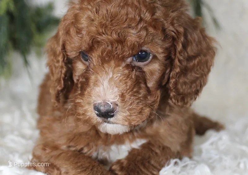 Mini Poodle Male #3 – Poodle - Miniature  puppy for sale in Orlando, FL