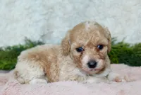 Bichpoo Female #2, a female Poochon for sale in Orlando, FL – 4 of 4