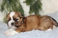 Male Shihtzu #1, a male Shih Tzu for sale in Orlando, FL – 1 of 5