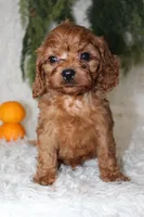 F1B Cavapoo Male #2, a male Cavapoo for sale in Orlando, FL – 4 of 4