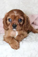 Cavalier Female #1, a female Cavalier King Charles Spaniel for sale in Orlando, FL – 4 of 4