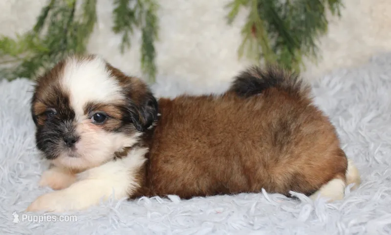 Shihtzu Male #1 – Shih Tzu puppy for sale in Orlando, FL