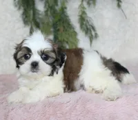 Shihtzu Female #2, a female Shih Tzu for sale in Orlando, FL – 1 of 4