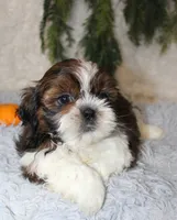 Shihtzu Male #3, a male Shih Tzu for sale in Orlando, FL – 2 of 3