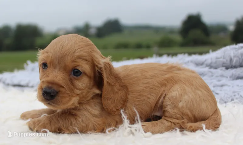 Mini Dachshund Male #2 – Miniature Dachshund puppy for sale in Orlando, FL