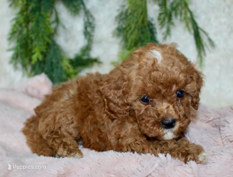 Cavapoo Female #2 – Cavapoo puppy for sale in Orlando, FL