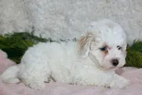 Bichpoo Female #1, a female Poochon for sale in Orlando, FL – Photo 2 of 3