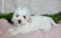 Bichpoo Female #1, a female Poochon for sale in Orlando, FL – Photo 1 of 3