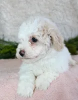 Bichpoo Female #1, a female Poochon for sale in Orlando, FL – Photo 3 of 3