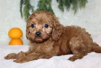 F1B Cavapoo Female , a female Cavapoo for sale in Orlando, FL – 1 of 5
