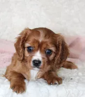 Cavalier Female #2, a female Cavalier King Charles Spaniel for sale in Orlando, FL – 3 of 4