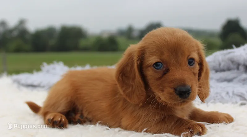 Mini Dachshund Male #2 – Miniature Dachshund puppy for sale in Orlando, FL