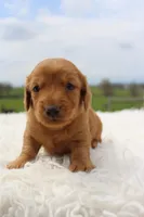 Long Hair Mini Male , a male Miniature Dachshund for sale in Orlando, FL – Photo 4 of 4