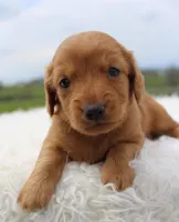 Long Hair Mini Male , a male Miniature Dachshund for sale in Orlando, FL – Photo 3 of 4