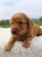 Long Hair Mini Male , a male Miniature Dachshund for sale in Orlando, FL – Photo 2 of 4