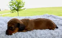 Mini Dachshund Male #2, a male Miniature Dachshund for sale in Orlando, FL – 3 of 5