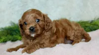 Cavapoo Female #1, a female Cavapoo for sale in Orlando, FL – 5 of 5
