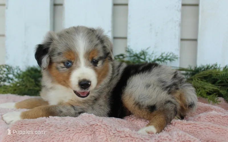 Female Mini Aussie #3 – Miniature American Shepherd puppy for sale in Orlando, FL