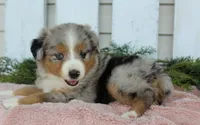 Female Mini Aussie #3, a female Miniature American Shepherd for sale in Orlando, FL – 1 of 5