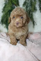 Toy Poodle Female , a female Poodle - Toy  for sale in Orlando, FL – 4 of 4