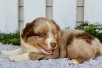 Male Mini Aussie, a female Miniature Australian Shepherd for sale in Orlando, FL – 4 of 4