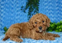 Cavapoo male #2, a male Cavapoo for sale in Orlando, FL – Photo 5 of 5
