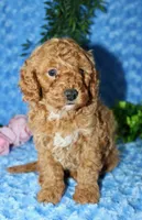 Cavapoo male #2, a male Cavapoo for sale in Orlando, FL – Photo 2 of 5
