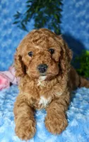 Cavapoo male #2, a male Cavapoo for sale in Orlando, FL – Photo 3 of 5
