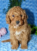 Cavapoo male #2, a male Cavapoo for sale in Orlando, FL – Photo 1 of 5