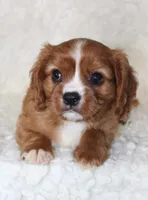 Cavalier Male #2, a male Cavalier King Charles Spaniel for sale in Orlando, FL – 4 of 5