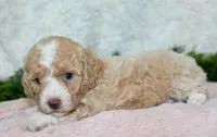 Bichpoo Female #1, a female Poochon for sale in Orlando, FL – 3 of 5