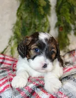 Shihpoo Male #3, a female Shihpoo for sale in Orlando, FL – Photo 5 of 7