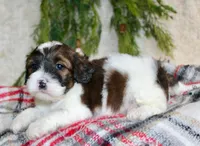 Shihpoo Male #3, a female Shihpoo for sale in Orlando, FL – Photo 3 of 7