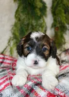 Shihpoo Male #3, a female Shihpoo for sale in Orlando, FL – Photo 4 of 7