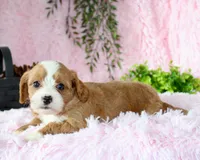 Cavapoo Female #5, a female Cavapoo for sale in Orlando, FL – 5 of 5