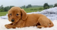Mini Dachshund Male #2, a male Miniature Dachshund for sale in Orlando, FL – 5 of 5