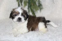 Shihtzu Male #2, a male Shih Tzu for sale in Orlando, FL – 3 of 3