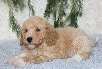 Bichpoo Male #2, a male Bichpoo for sale in Orlando, FL – 4 of 4