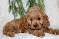 Cavapoo Male #1, a male Cavapoo for sale in Orlando, FL – 2 of 4