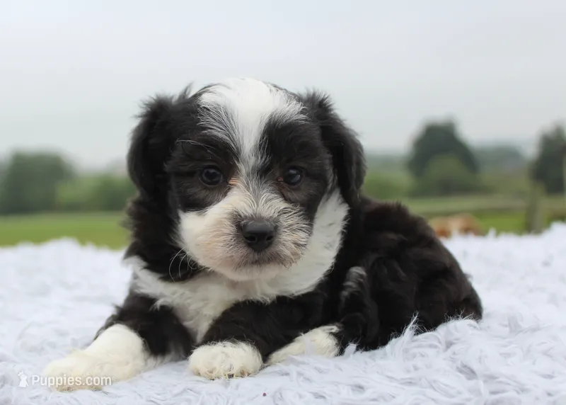 Toy Aussiedoodle Male #1 – Miniature Aussiedoodle puppy for sale in Orlando, FL